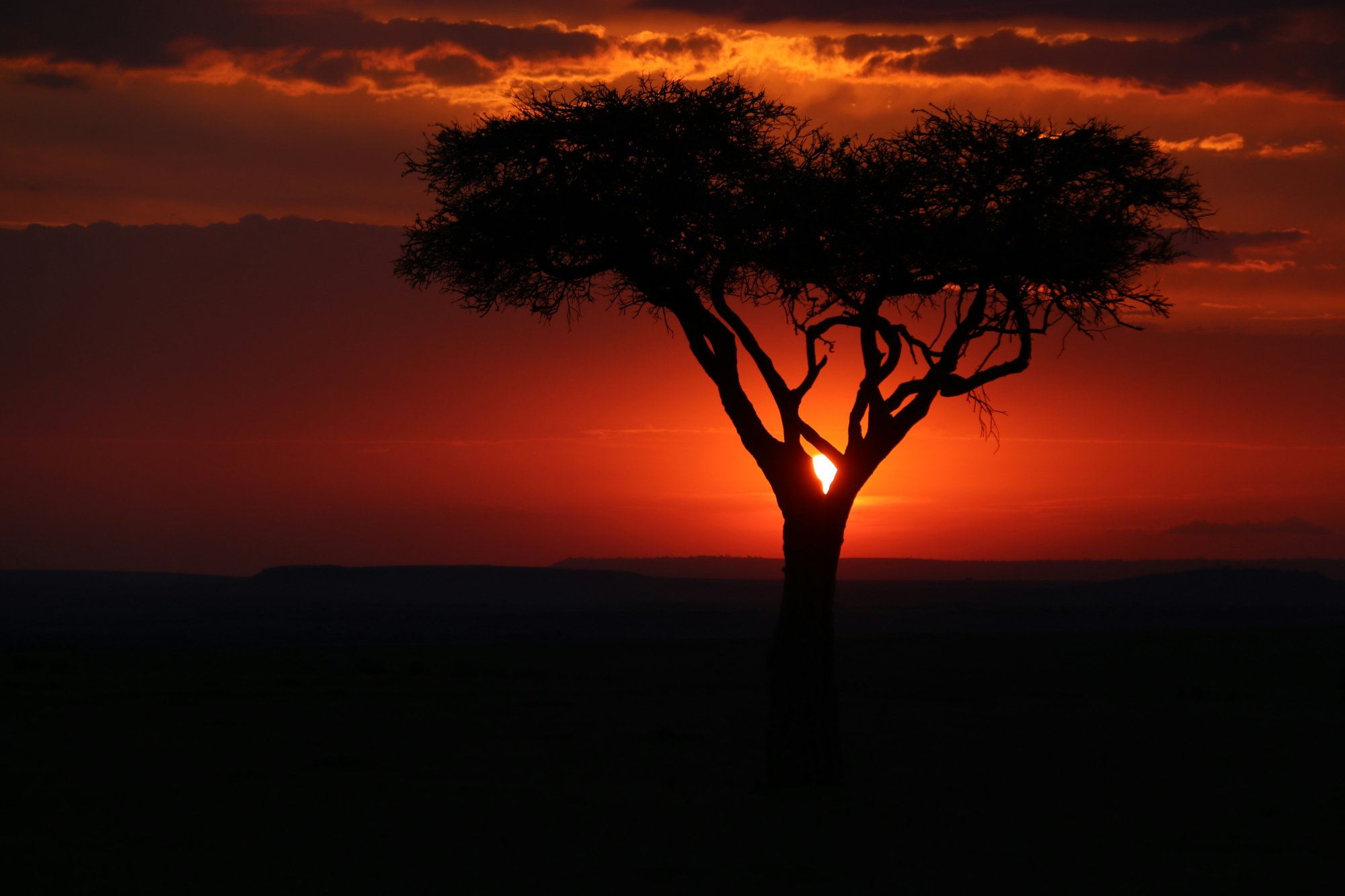 African acacia tree silhouetted against a sunset — the continent where dream traditions began